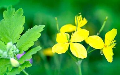 użycie Celandine do usuwania brodawek