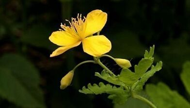 Usuwanie brodawek za pomocą Celandine